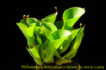Heliamphora heterodoxa x nutans 2