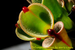 Heliamphora minor 1