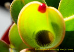 Heliamphora minor 2