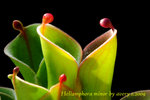 Heliamphora minor 4
