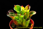 Heliamphora minor 5