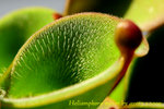 Heliamphora minor 6