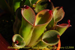 Heliamphora minor hairy Akopan Tepui 1