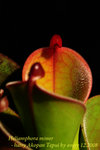 Heliamphora minor hairy Akopan Tepui 2