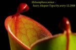 Heliamphora minor hairy Akopan Tepui 3