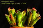 Heliamphora minor hairy Akopan Tepui 4