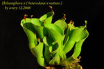 Heliamphora x heterodoxa x nutans