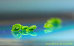 Granular Gemmae closeup 2
