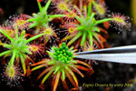 Granular gemmae Collection 1