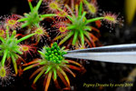 Granular gemmae Collection 2