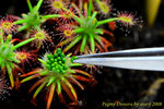 Granular gemmae Collection 3