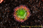 Pygmy Drosera 2