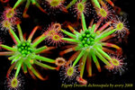 dichrosepala immature gemmae