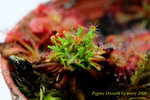 germinated gemmae on plant