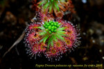 paleacea ssp roseana 1