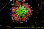 paleacea ssp roseana 2