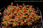 paleacea ssp stelliflora