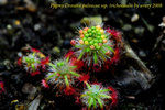 paleacea ssp trichocaulis 1