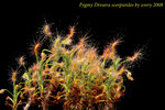 scorpioides