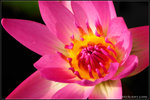 nEO_IMG_DSC_7425
