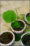nEO_IMG_DSC_7716