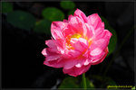 DSC_3805_nEO_IMG