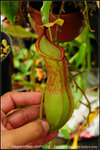 nEO_IMG_DSC_8645_alata_q