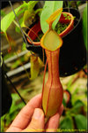 DSC_3155_nEO_IMG Nepenthes alata (b)