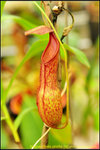 DSC_3173_nEO_IMG Nepenthes alata (n)