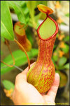 DSC_3758_nEO_IMG Nepenthes alata (t)