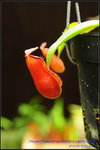 DSC_3762_nEO_IMG Nepenthes ampullaria x ventricosa 