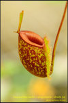 DSC_4494_nEO_IMG Nepenthes bellii x ampullaria - straits (a)
