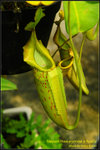 DSC_3837_nEO_IMG Nepenthes eymae x fusca