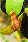 DSC_4464_nEO_IMG Nepenthes lowii x merrilliana