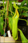 DSC_3768_nEO_IMG Nepenthes maxima - Green