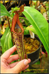 DSC_3806_nEO_IMG Nepenthes maxima (l)