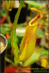 DSC_4258_nEO_IMG Nepenthes mirabilis x veitchii