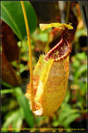 DSC_3813_nEO_IMG Nepenthes rafflesiana x merrilliana
