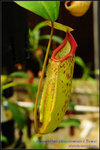 DSC_3816_nEO_IMG Nepenthes sibuyanensis x Tiveyi