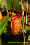 DSC_3825_nEO_IMG Nepenthes sibuyanensis x talangensis