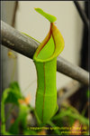 DSC_4441_nEO_IMG Nepenthes spathulata x Tivey (b)