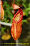 DSC_4252_nEO_IMG N. ( thorelii x rafflesiana ) x thorelii ] x merrilliana