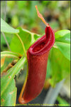 DSC_3717_nEO_IMG Nepenthes truncata x mira
