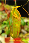 DSC_4304_nEO_IMG Nepenthes truncata x talangensis