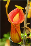DSC_3752_nEO_IMG Nepenthes ventricosa x TM