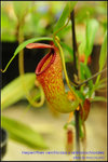 DSC_4461_nEO_IMG Nepenthes ventricosa x aristolochioides