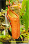 DSC_4432_nEO_IMG Nepenthes ventricosa x merrilliana