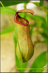 DSC_4434_nEO_IMG Nepenthes ventricosa x mirabilis