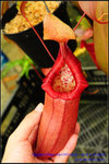 DSC_4310_nEO_IMG Nepenthes ventricosa - red x ovata