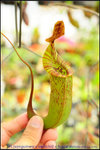 nEO_IMG_DSC_8438